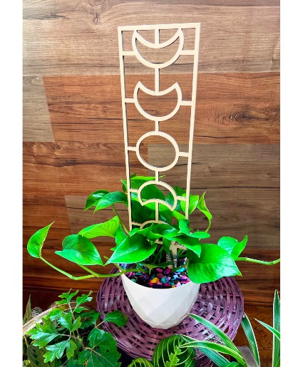 Galaxy Pothos House Plant