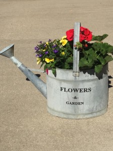 galvanized watering can Live Plants