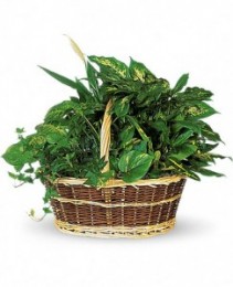 GARDEN BASKET Assortment of green plants