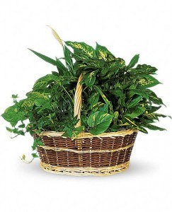 GARDEN BASKET Assortment of green plants