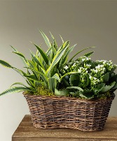 Planter's Basket  Planter