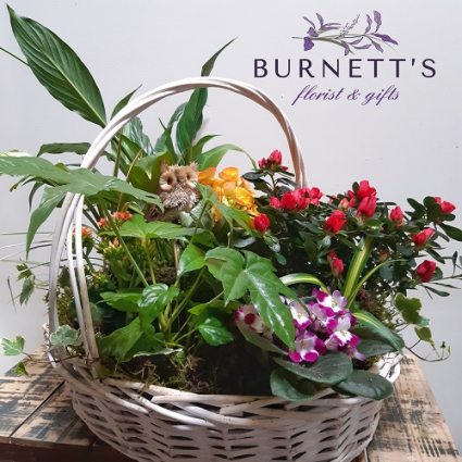 Garden Basket Deluxe Plant