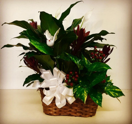Garden Basket Duo Plants
