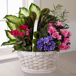 Garden Basket mixed blooming and green plants in Northport, NY | Hengstenberg's Florist