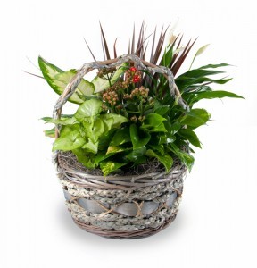 Garden Basket Mixed green and flowering plants