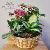 Garden Basket Plant