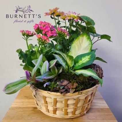 Garden Basket Plant