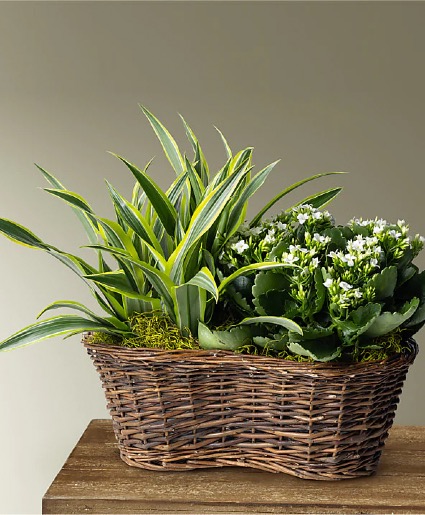 Plants n Blooms Basket 