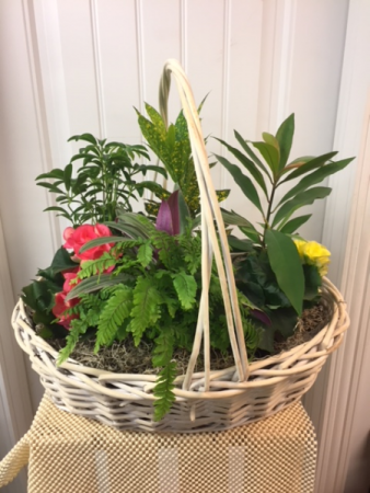 Garden Basket plants