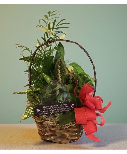 Garden Basket Plants