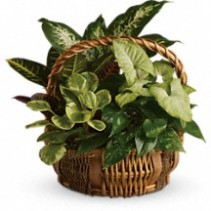 Garden Basket  Potted Plants