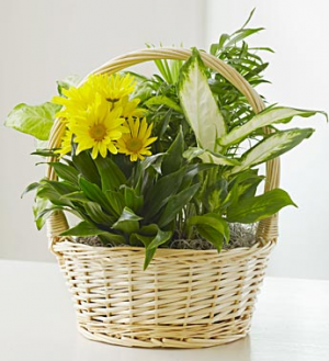 Garden Basket with Fresh Cut Flowers For More Info Call: (805)653-6929 in Ventura, CA | Mom And Pop Flower Shop Garden Basket with Fresh Cut Flowers For More Info Call: (805)653-6929 in Ventura, CA | Mom And Pop Flower Shop