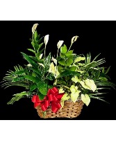 Garden Delight A variety of Plants