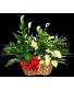 Garden Delight A variety of Plants