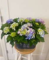 Garden  Delight Blue and Purple Hydrangea Plant