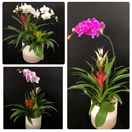 Garden Delights Orchids and Bromeliads dishgarden