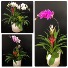 Garden Delights Orchids and Bromeliads dishgarden