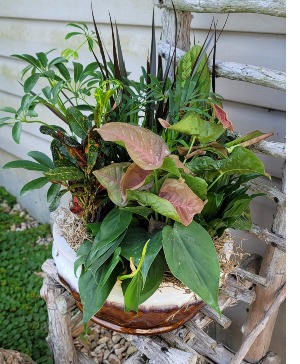 Garden dish Plant