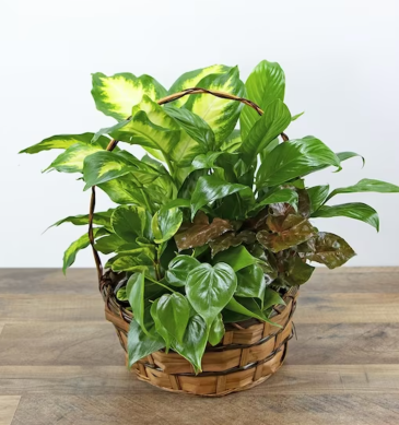 Garden in a Basket in Port Royal, SC | LAURA'S FLORIST Garden in a Basket in Port Royal, SC | LAURA'S FLORIST
