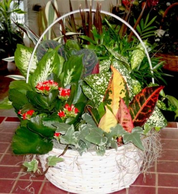 Garden In A Basket Euro Garden