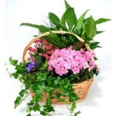 Garden In Bloom Basket Plant Basket