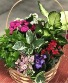 Garden In Bloom Basket Plant Basket