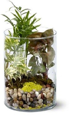 Garden in Glass Plants For Him in Los Angeles, CA | MY BELLA FLOWER Garden in Glass Plants For Him in Los Angeles, CA | MY BELLA FLOWER
