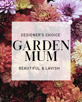 Garden Mum Plant Plant