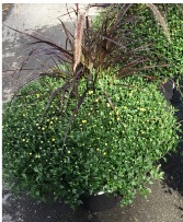 Garden mum with fountain grass Fall planter 