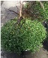 Garden mum with fountain grass Fall planter 