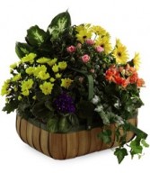 Garden of Gifts Plant Basket 