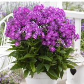 Garden Phlox Colors may vary