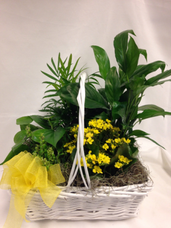 Garden plant basket Plants