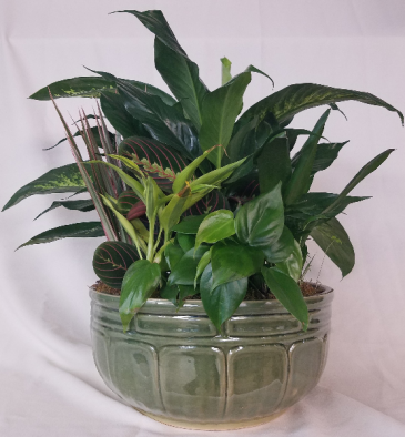 GARDEN PLANTER Green Plants in Hannibal, MO | Griffen's Flowers & Gifts