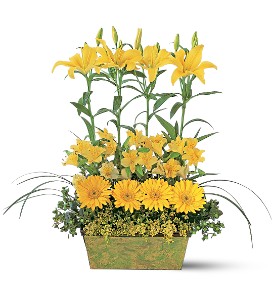 GARDEN ROWS