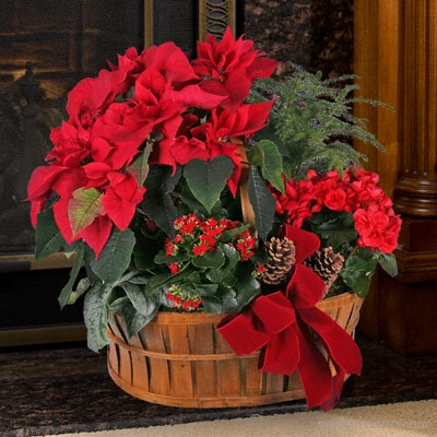 For the love of Christmas Xmas