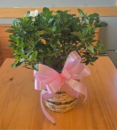 Gardenia Plant