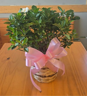 Gardenia Plant
