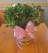 Gardenia Plant
