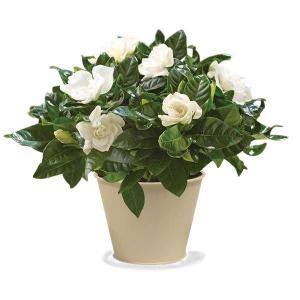 Gardenia Flowering Plant in Whitesboro, NY | KOWALSKI FLOWERS INC. Gardenia Flowering Plant in Whitesboro, NY | KOWALSKI FLOWERS INC.