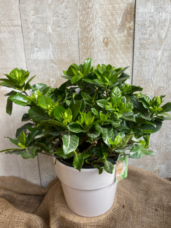 Gardenia plant in Toronto, ON | THE NEW LEAF FLOWERS & GIFTS