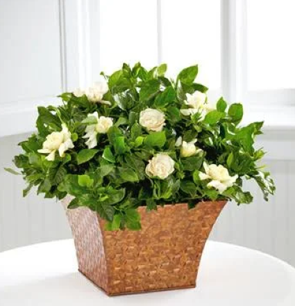 Gardenia Plant 