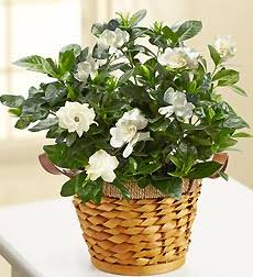 Gardenia Plant