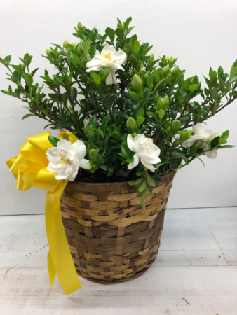 Gardenia Plant in Basket Plant