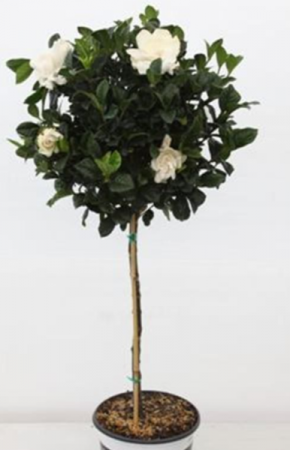 GARDENIA TOPIARY TREE BLOOMING PLANT