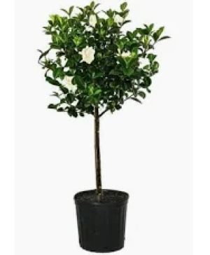 Gardenia Tree 