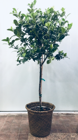 Gardenia Tree  Plant