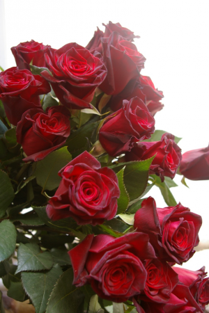 Gathered Red Roses Handtied Bouquet in Toronto, ON | BOTANY FLORAL STUDIO Gathered Red Roses Handtied Bouquet in Toronto, ON | BOTANY FLORAL STUDIO