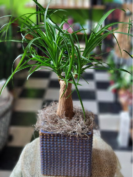 Gautemalan Ponytail Palm in ceramic Green Plant