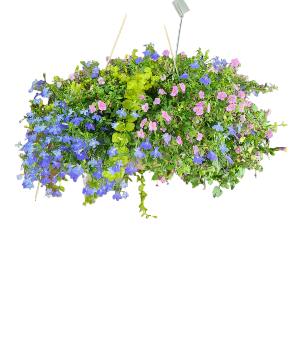 Gentle Blooms Hanging Basket 